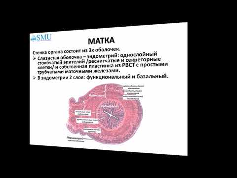 Видео: Лекция Гистология женской половой системы 2