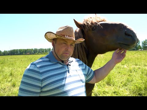 Видео: 🐎Порода «Советский тяжеловоз» — рассказывает Юрий Шкарёв