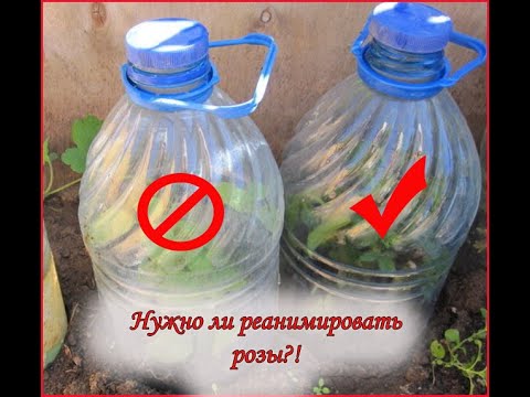 Видео: Розы. Нужно ли реанимировать замёрзшие?!