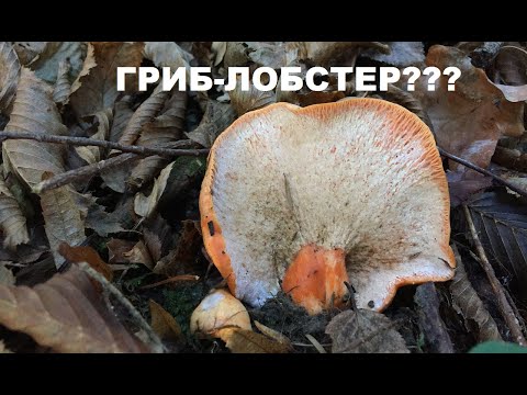 Видео: Рыжик - ЛОБСТЕР: деликатес или миф? Гипомицес кирпично-красный/Hypomyces lateritius