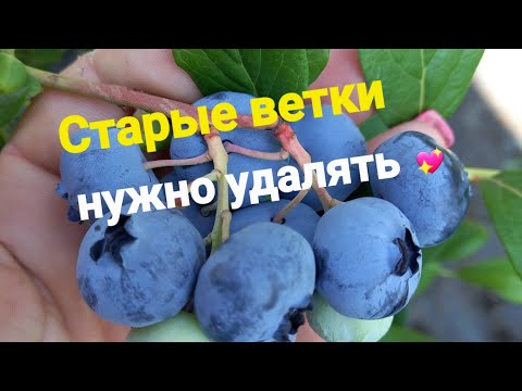 Видео: Обрезка голубики. Удаление старых веток. Видео урок 15)))