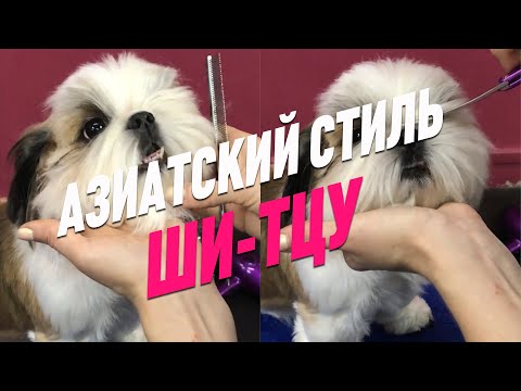 Видео: СТРИЖКА ШИ-ТЦУ / АЗИАТСКИЙ СТИЛЬ / Эпизод МАСТЕР-КЛАССА / GROOM SCHOOL