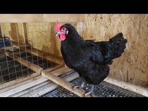 Видео: Куры породы Московская черная