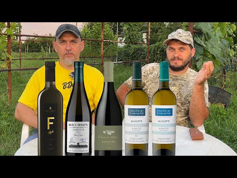 Видео: Ищем лучшее Алиготе