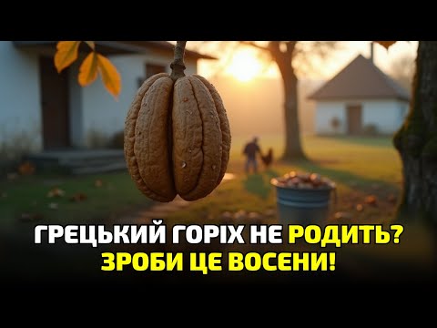 Видео: Гріх не зробити це восени! Горіх засипле урожаєм, якщо встигнеш до морозів!
