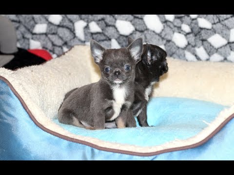 Видео: Голубые щенки ЧИХУАХУА 2 месяца