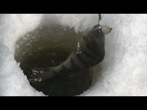 Видео: Клёвое Закрытие Зимней Рыбалки! Окунь Как из Пулемёта!