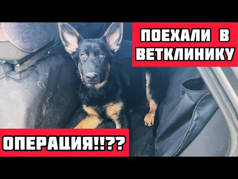 Видео: ЩЕНОК ХРОМАЕТ | Едем в ветклинику | Диагноз неутешительный