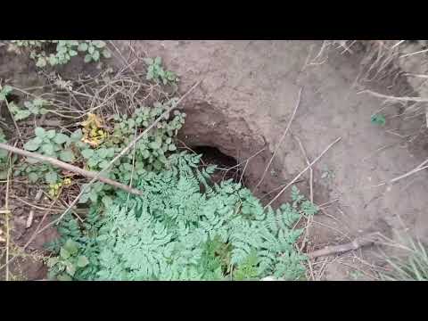 Видео: Важка оранка на Мтз 82. Могила.