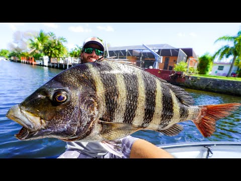 Видео: Рекордный экземпляр овечьей головы на моем заднем дворе!