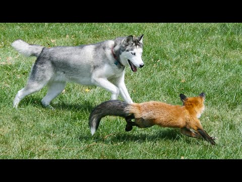 Видео: ВПЕРВЫЕ ХАСКИ ВИДИТ ДИКУЮ ЛИСУ