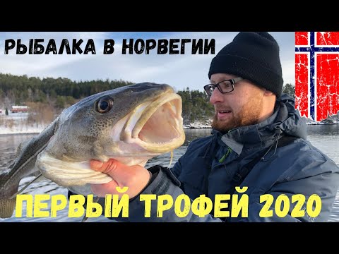 Видео: Рыбалка в Норвегии с берега. Трофей 2020 взят. Я полчаса боролся с этой треской. Норвегия. Рыбалка.
