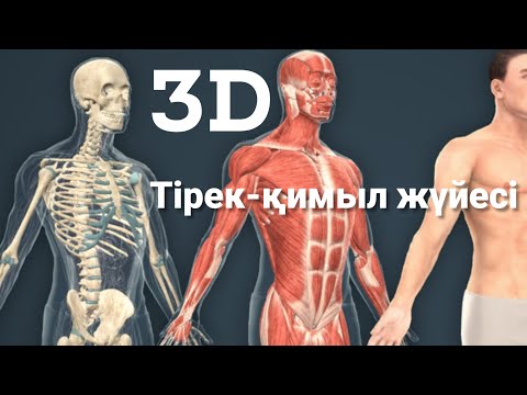Видео: Тірек-қимыл жүйесі|Сүйектер|Бұлшықеттер|Буындар