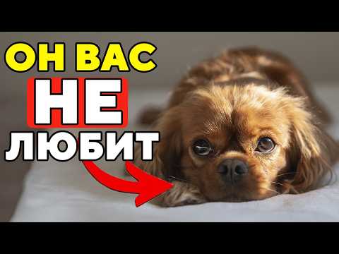 Видео: 17 Признаков, Что Собака Вас НЕНАВИДИТ (или просто терпит)