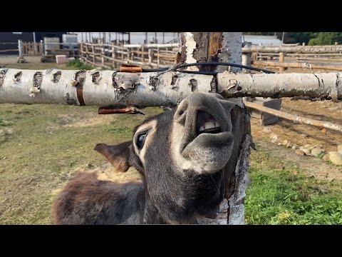 Видео: ВЛОГ: ПОСЕТИЛИ ФЕРМУ ОСЛИКОВ
