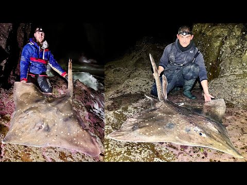 Видео: Береговая рыбалка на гигантского ската-хлопушки в Шотландии — Sea Fishing UK | The Fish Locker