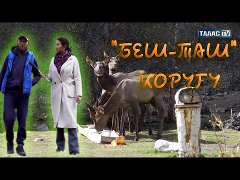 Видео: "Беш-Таш" коругу | Жашыл мурас