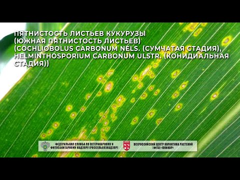 Видео: Пятнистость листьев кукурузы (южная пятнистость листьев)