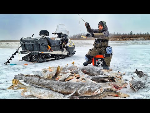 Видео: КРУПНЯК ВЫРЫВАЕТ УДОЧКУ! ЛАПТИ-ОКУНИ, ПЕРВАЯ КРОВЬ, ТОНЕМ! ПЛОТВА 45 РАЗМЕРА!