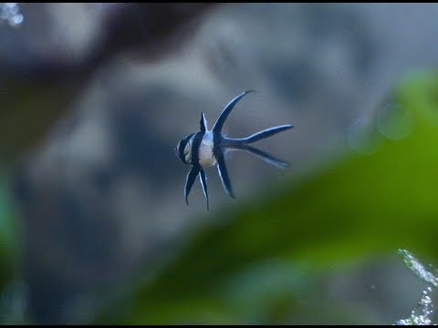 Видео: апогоны (pterapogon kauderni) размножение