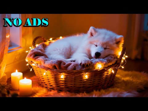 Видео: 12 часов успокаивающей музыки для собак🐶Музыка для собак, испытывающих стресс💖🎵Музыка для собак