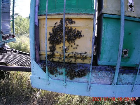 Видео: Изоляция маток.Медовики на Белую акацию.