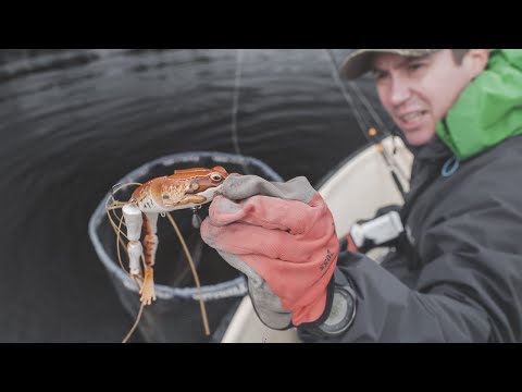 Видео: Почти Живая ЛЯГУШКА Для Щуки. Ловля Щуки На Лягушку.