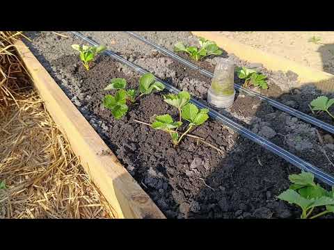 Видео: Посадка полуниці під солому