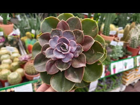 Видео: 🌿БАУЦЕНТР🌵СУККУЛЕНТЫ и ДРУГИЕ ЦВЕТОЧКИ🌿