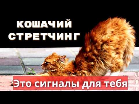 Видео: Удивительный Кошачий Стретчинг. Это сигналы для ТЕБЯ.
