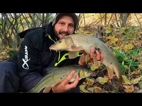 Видео: НОВ РЕКОРД-МРЕНИ и КЕФАЛИ ми ЗАПАЛИХА АВАНСА РИБОЛОВ с БОЛОНЕЗА и ПЛУВКА-BARBEL and CHUB FISHING