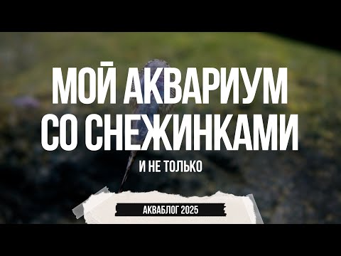 Видео: Мой аквариум со снежинками. Часть 2. Гастромизон пунктулатус или (Gastromyzon punctulatus)