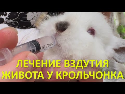 Видео: Лечение вздутия живота у кроликов. Почему возникает вздутие у кролика, что делать?