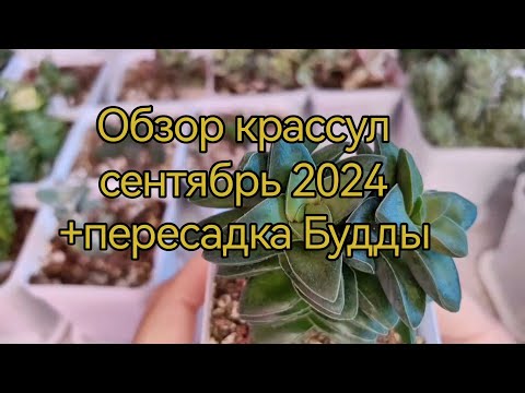 Видео: Обзор крассул сентябрь 2024 + пересадка Будды
