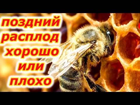 Видео: РАСПЛОД в октябре, - нужен ли он?