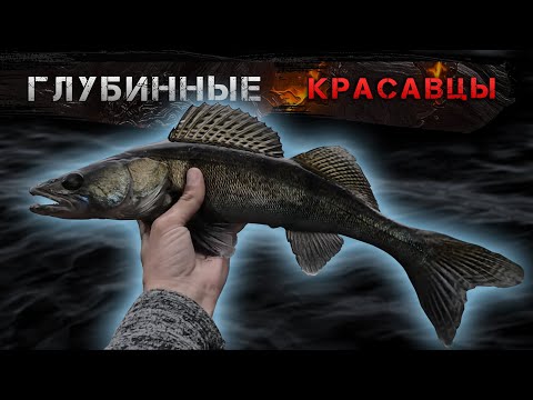 Видео: ✅ Охота за судаком в КИЕВЕ! Залив реки, набережная ✅