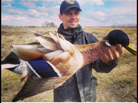 Видео: Селезни мутанты идут в атаку!!Охота в Омской области!! Охота с МР-27М