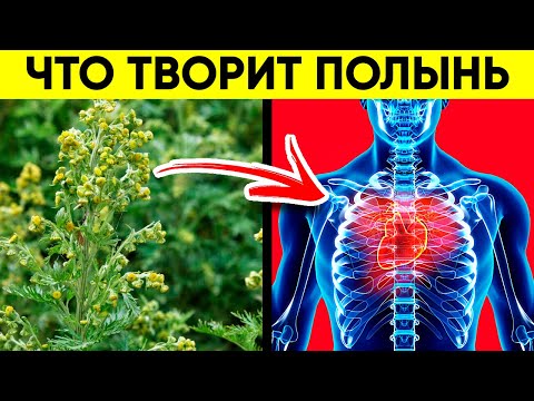 Видео: ВОТ ЧТО ТВОРИТ ПОЛЫНЬ! (Реальная Польза и Вред Полыни)