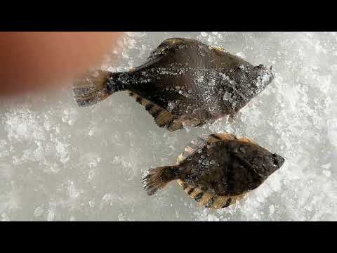 Видео: ТАВРИЧАНКА  ФЕВРАЛЬ ПРЕД ЗАКРЫТИЕ СЕЗОНА