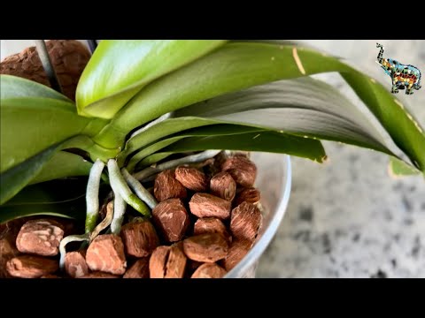 Видео: Орхидея в напольной интерьерной вазе 😉 #phal #orchid #growingorchids #пересадкаорхидей