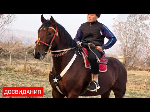 Видео: АТТЫН УДАРЫ  ДОСВИДАНИЯ САТУУГА 