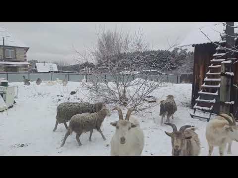 Видео: Дорога домой!