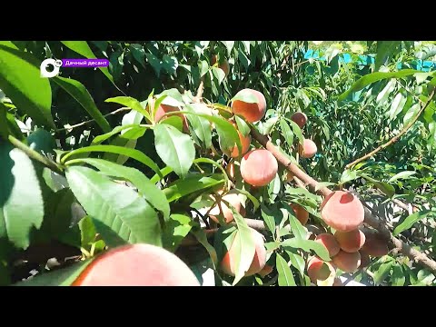 Видео: Дачный десант / Приморские персики / 21.08.22