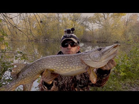 Видео: рыбалка. Щука на ДЖЕРКИ в ноябре. (много интерестных моментов) смотреть до конца