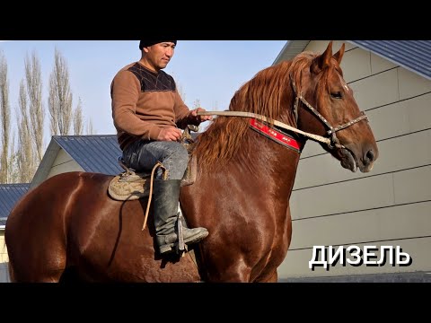 Видео: ПАЙ ПАЙ ПАЙ  АТТЫН УДАРЫ ДИЗЕЛЬ  Жигиталидан Сатууга Чыкты 