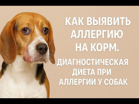 Видео: Как определить аллергию на корм. Диагностическая диета при пищевой аллергии у собак.