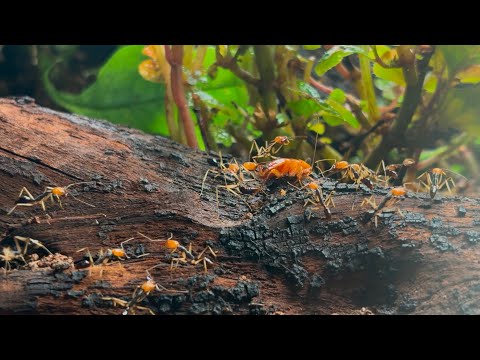 Видео: У МИРМЕКИПЕРА НА ПОЛКЕ | Обзор коллекции муравьёв у Савы