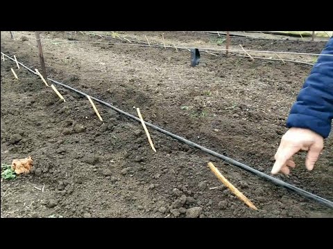 Видео: Всё про посадку малины. Что да как и почему )