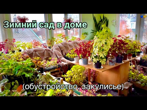 Видео: Зимний сад - обустройство, закулисье. Как зимуют мои растения.