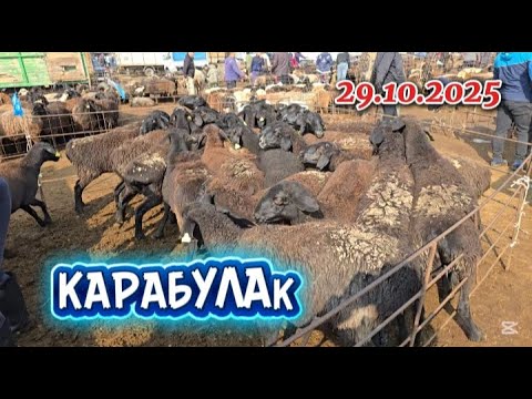 Видео: Қой Бағалар, Карабулак 29.10.2025
